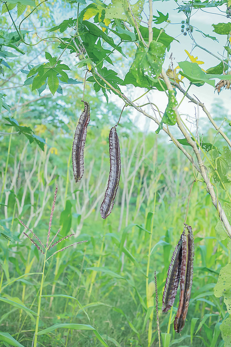 சிறகு அவரை