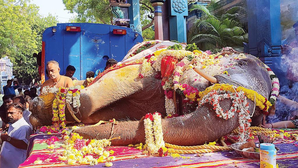 யானை லட்சுமி