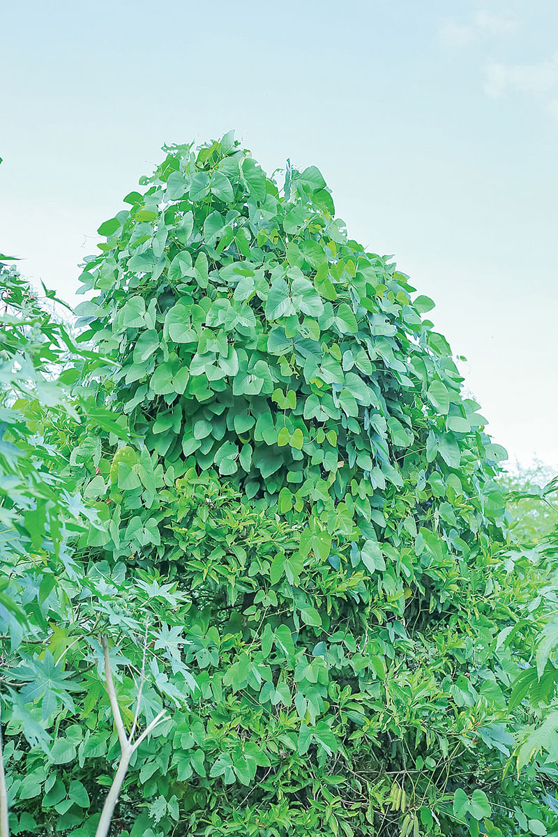 மாதிரிப் பண்ணையில்