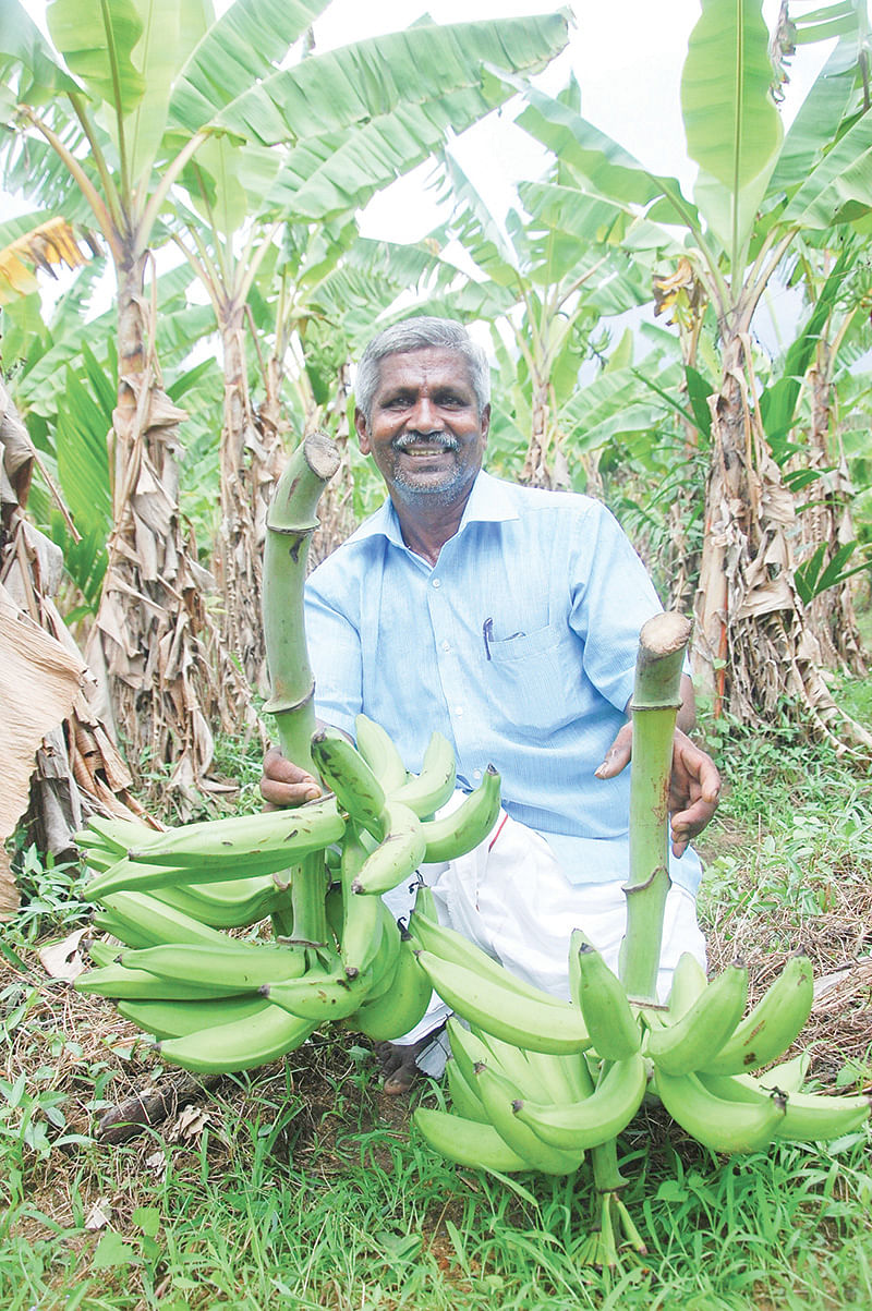 வாழைத்தார்களுடன் சுப்ரமணியம் செல்வம்