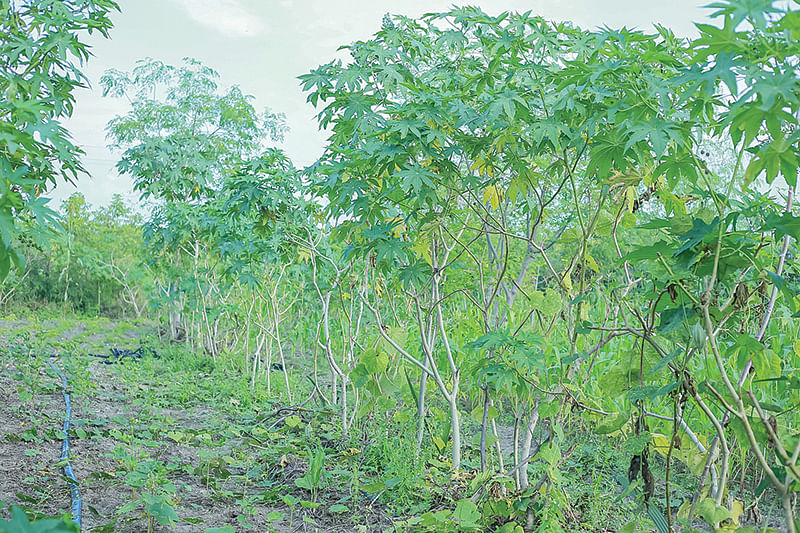 மர வகைகள்