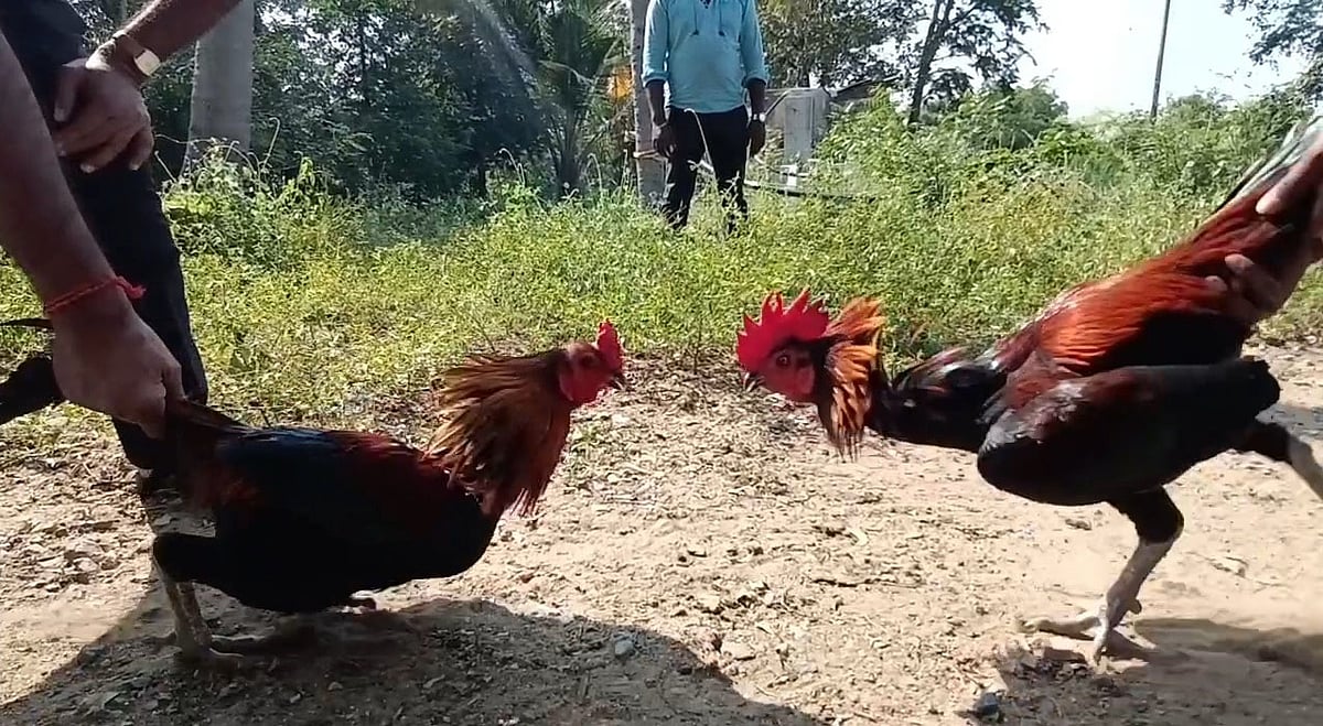 ``கட்டுப்பாடுகளை கடைப்பிடிக்க தயாராக உள்ளோம்; சேவல்கட்டுப் போட்டிக்கு அனுமதி வேணும்!