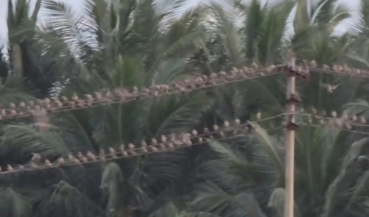 ரோஸி ஸ்டார்லிங் பறவைகள்