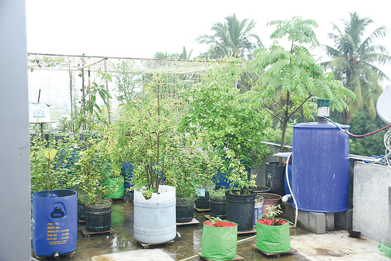 மாடித்தோட்டம்
