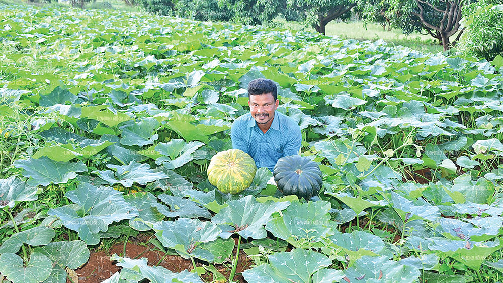 மஞ்சள் பூசணியுடன் ராஜமாணிக்கம்