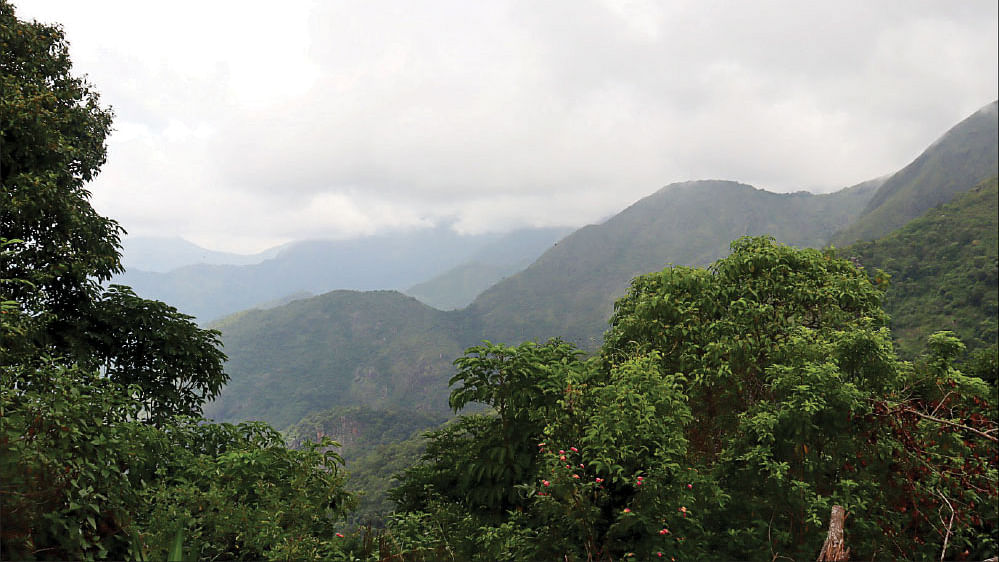 கொடைக்கானல் வெள்ளகவி