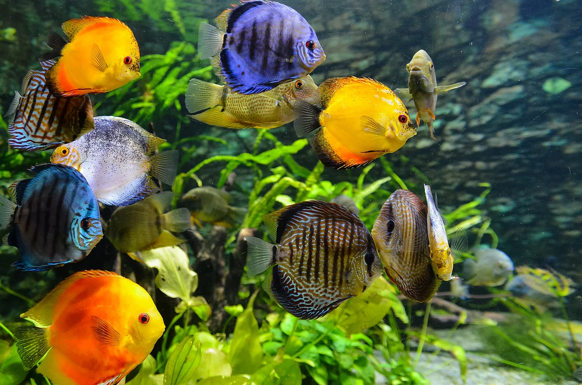 Aquarium