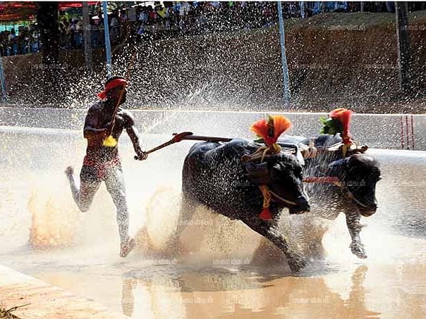 எருமைகளுக்கு மரியாதை...
கர்நாடகாவில் களைகட்டும்
கம்பளா போட்டி!