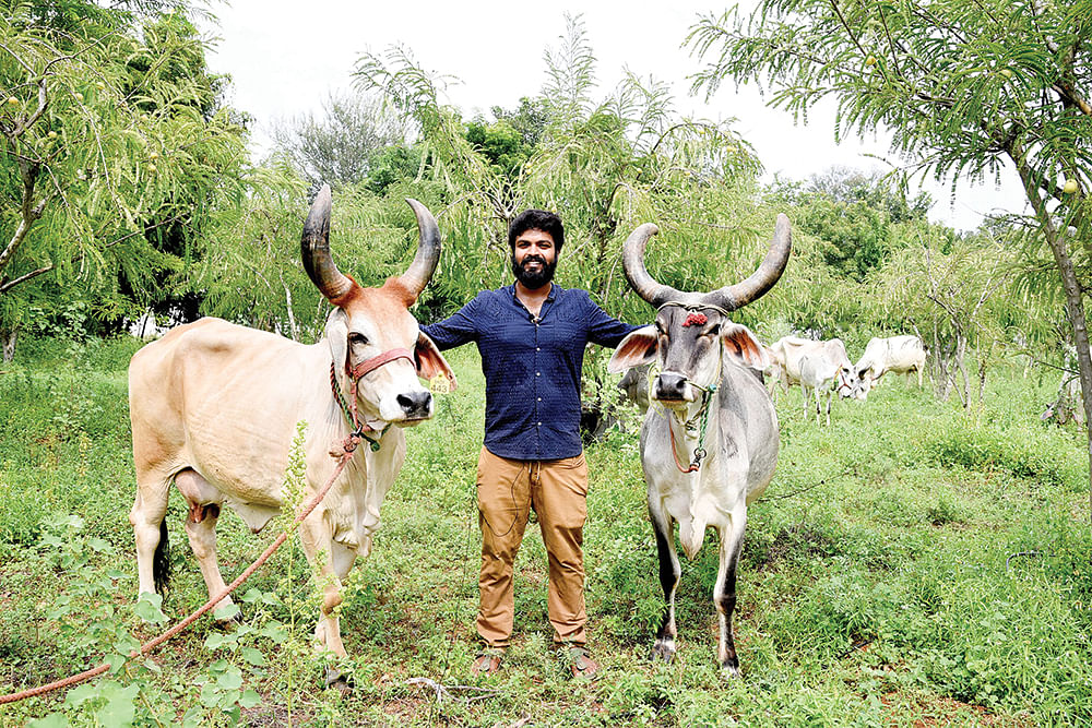 காங்கிரேஜ் மாடுகளுடன் சிபி