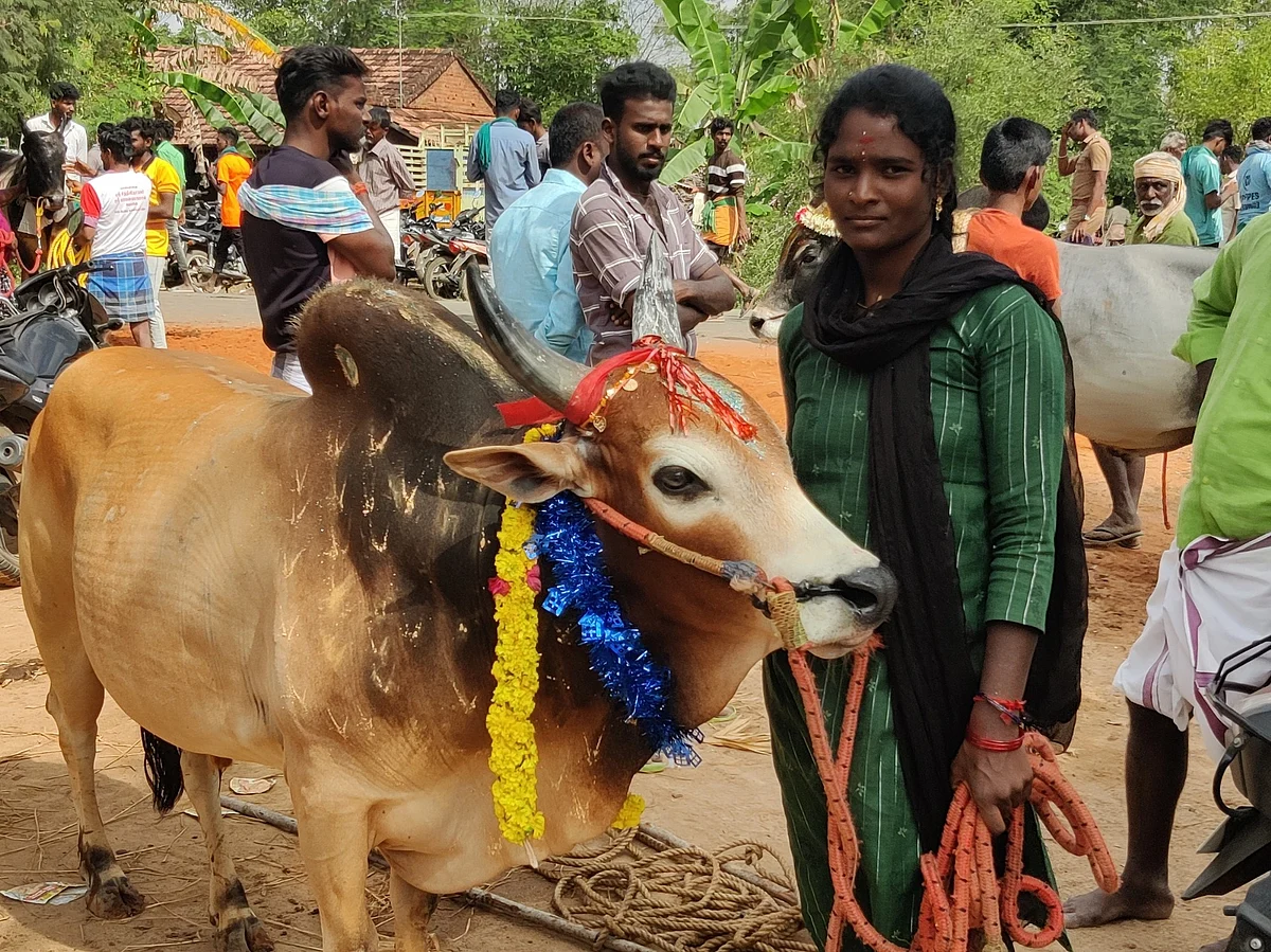 `தனியாளா சடைபாண்டிய களத்துல இறக்குறேன்!’ - ஜல்லிக்கட்டில் அசரவைக்கும் மாரியம்மாள்