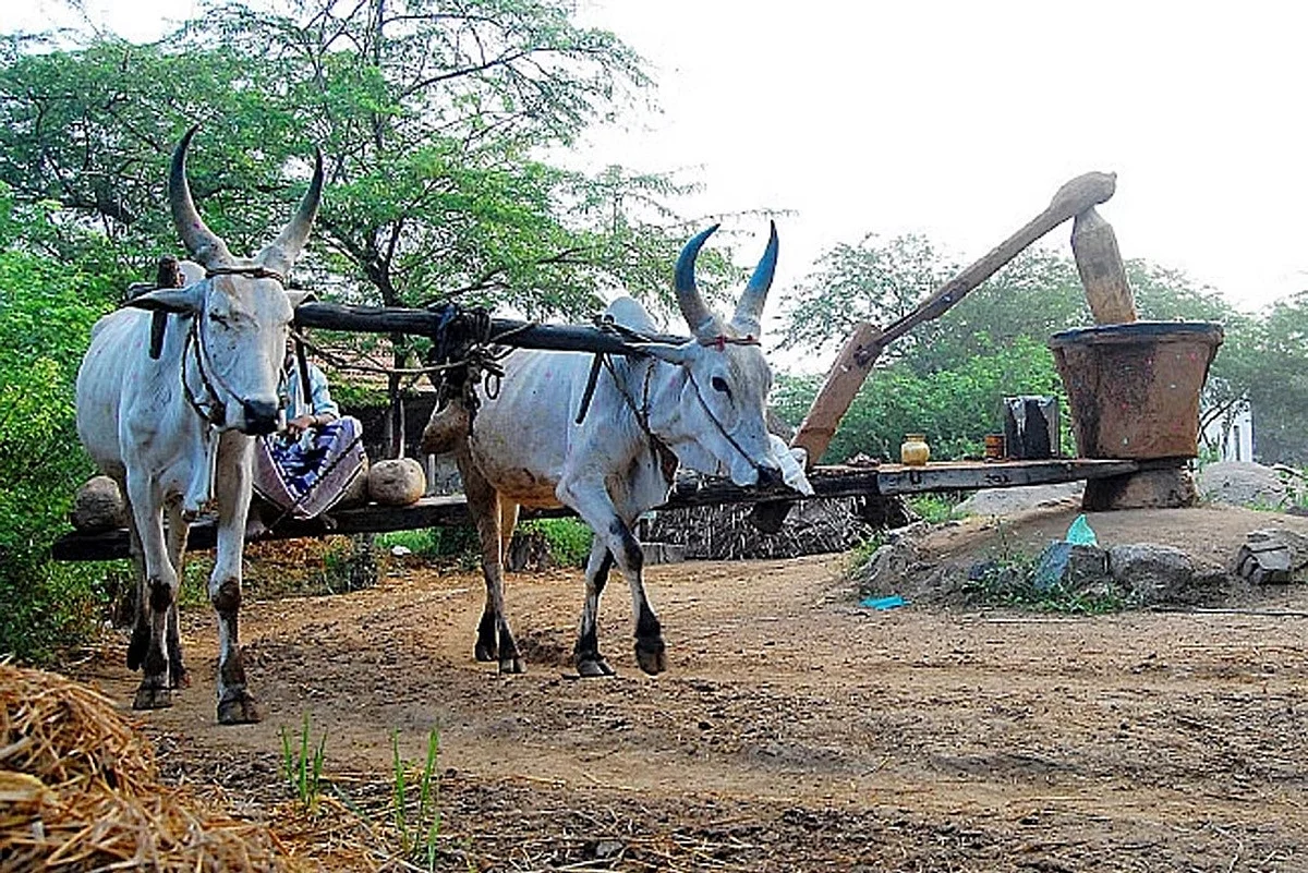 நாட்டுச் செக்குப் புகைப்படம்