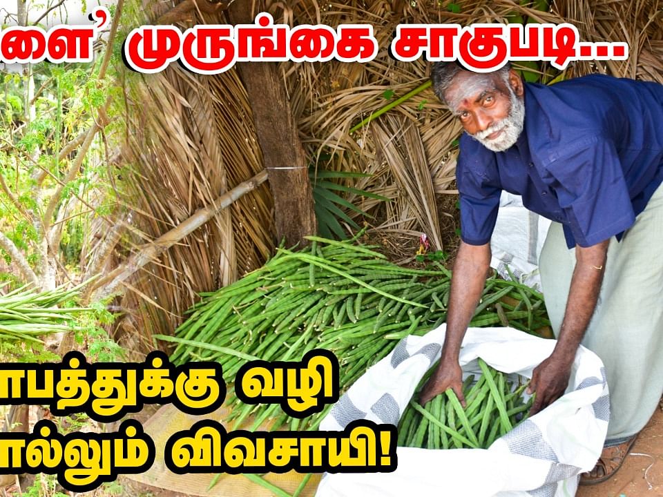 'அழகிவிளை' முருங்கை சாகுபடி... லாபத்துக்கு வழி சொல்லும் விவசாயி!