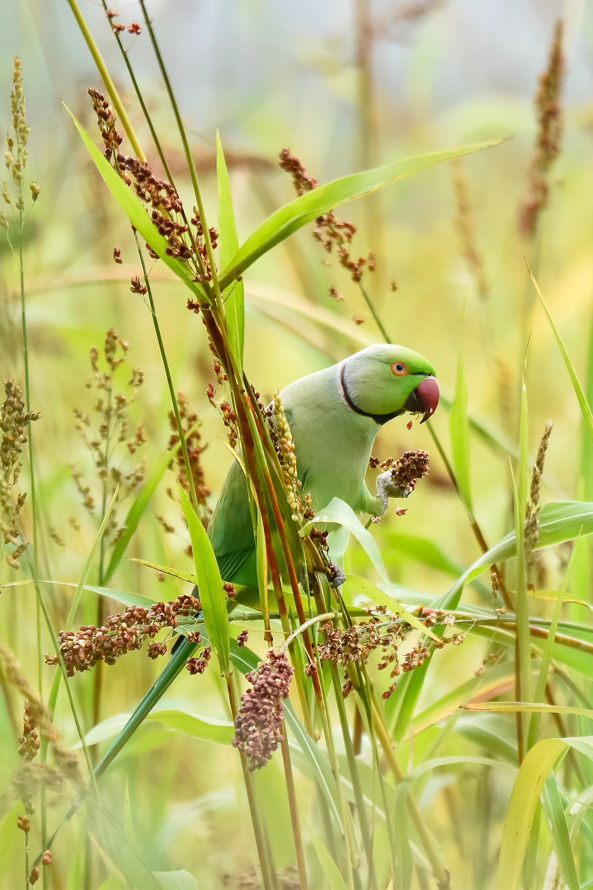 Nature photography