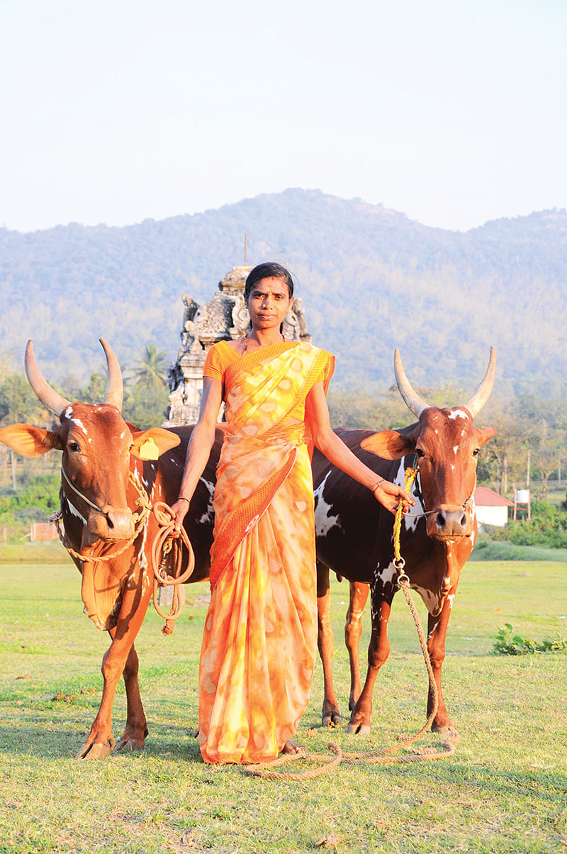 பர்கூர் மாடுகள்