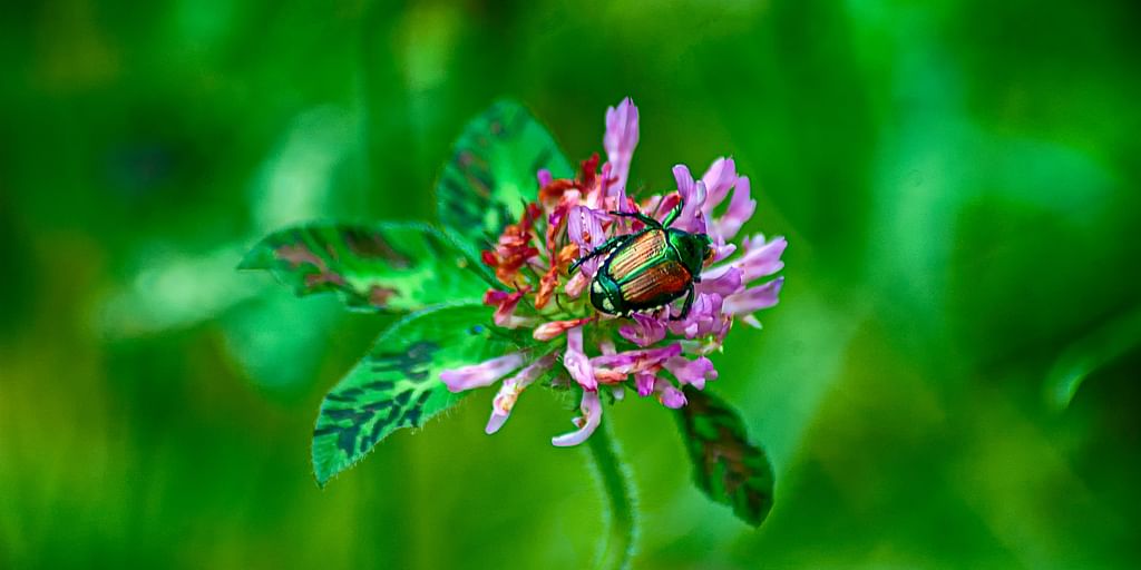 gold beetle