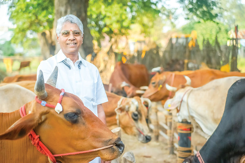 பண்ணையில் கறவை மாடுகளுடன்