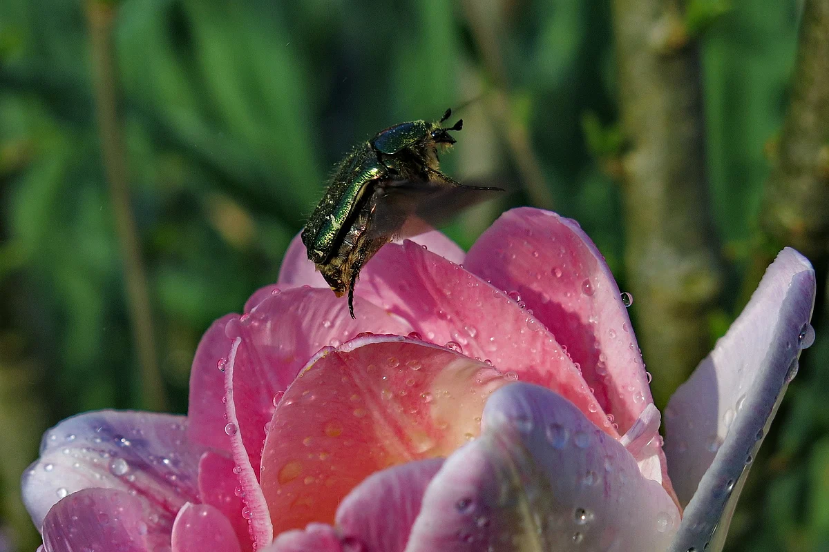 gold beetle
