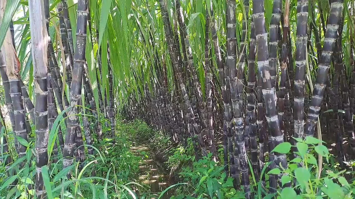 கரும்பு சாகுபடி