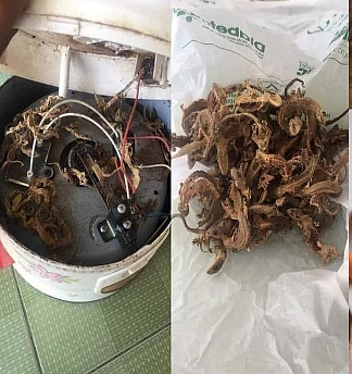 ஃப்ரைடு ரைஸ் சுவைக்கு காரணம் பல்லிகளா... ஸ்லோ குக்கரில் மறைந்திருந்த அதிர்ச்சி|வைரல் பதிவு!