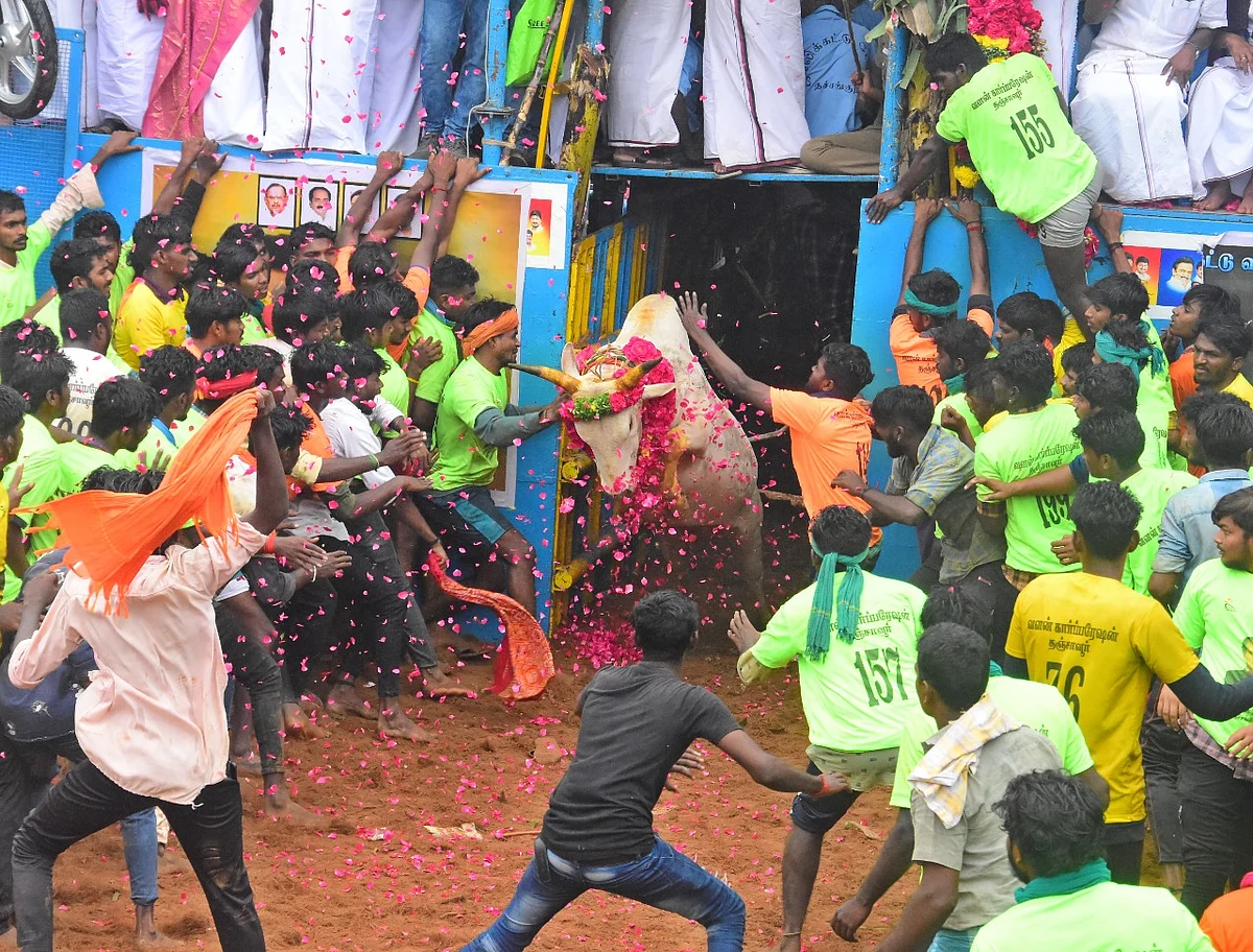 `திமுக ஒருபக்கம்... அதிமுக மறுபக்கம்’ - 500 காளைகளுடன் களைகட்டிய தமிழகத்தின் முதல் ஜல்லிக்கட்டு!