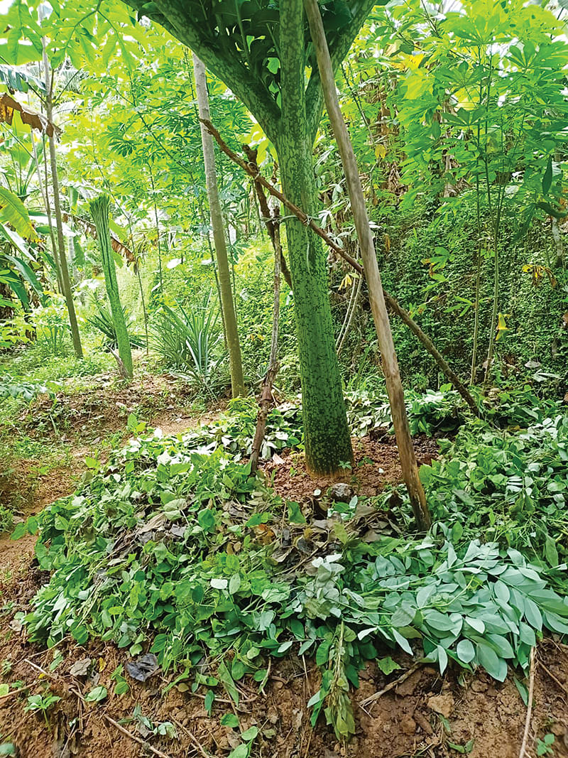 சேனைக்கிழங்கு செடி