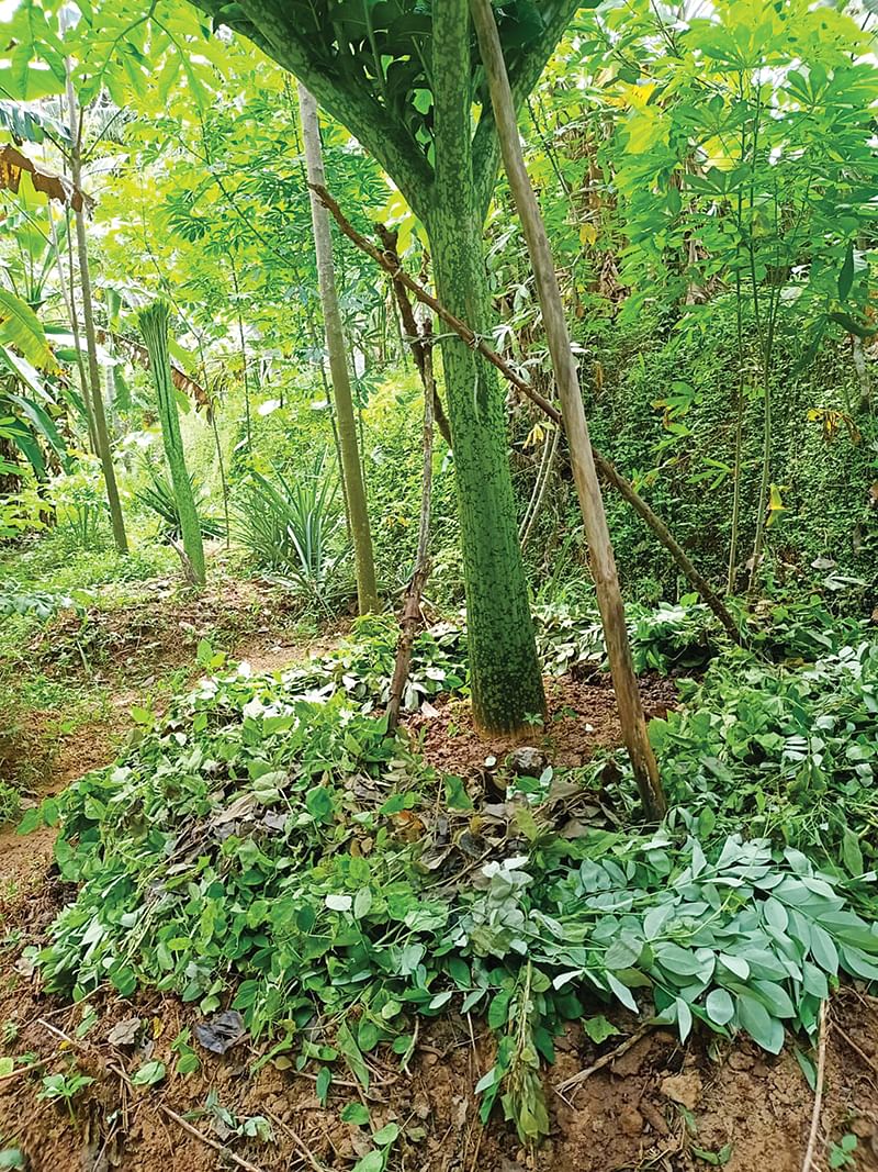 சேனைக்கிழங்கு செடி