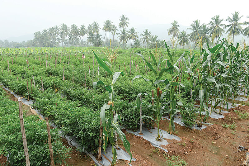 மிளகாய்த் தோட்டம்