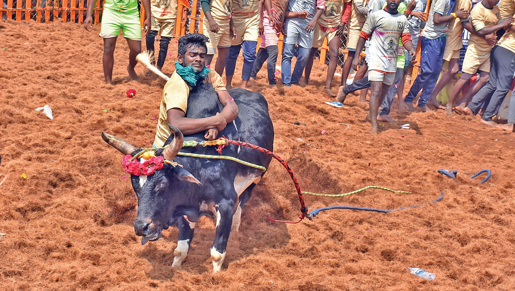 ஜல்லிக்கட்டு வீரர்