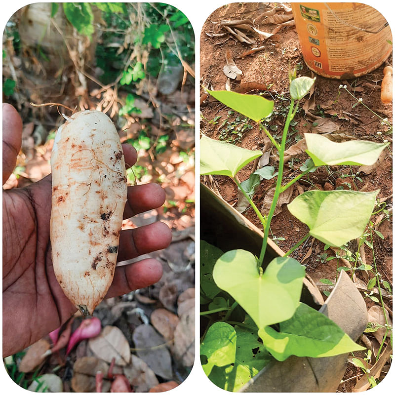 சர்க்கரை வள்ளிக் கிழங்கு