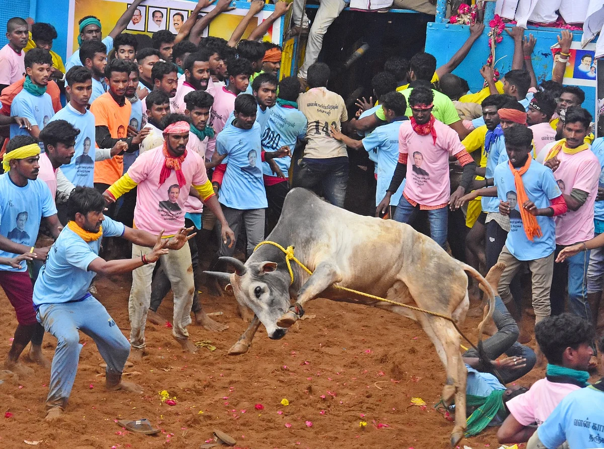 ஜல்லிக்கட்டு