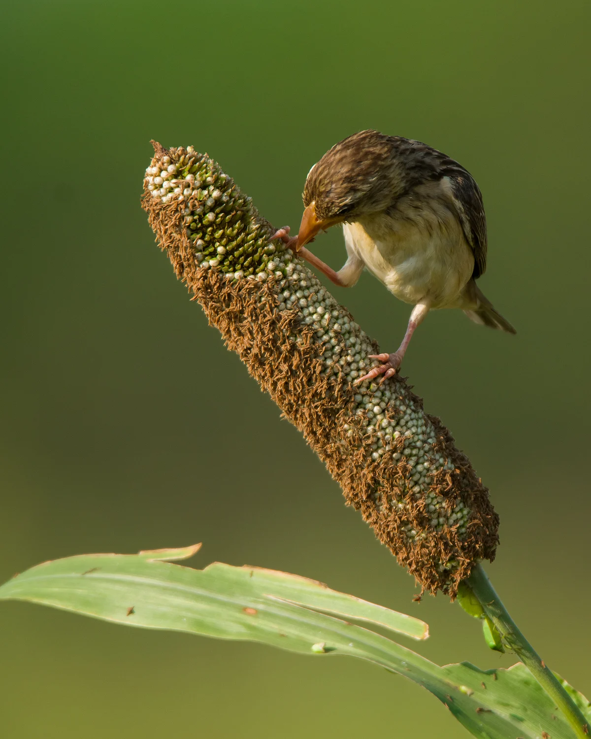Nature photography