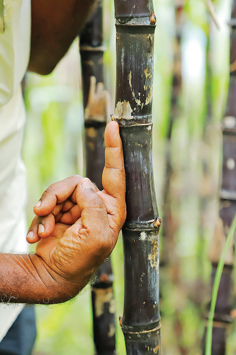 கரும்பு கணு இடைவெளி