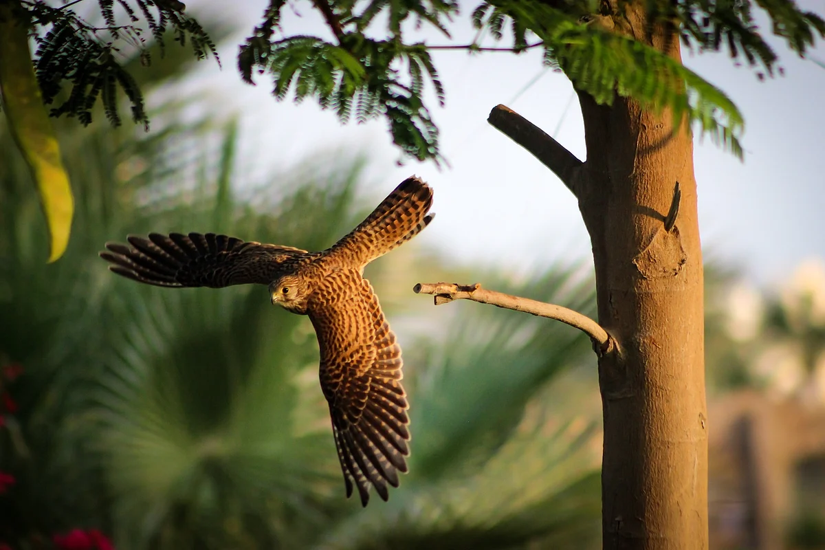 Representational Image