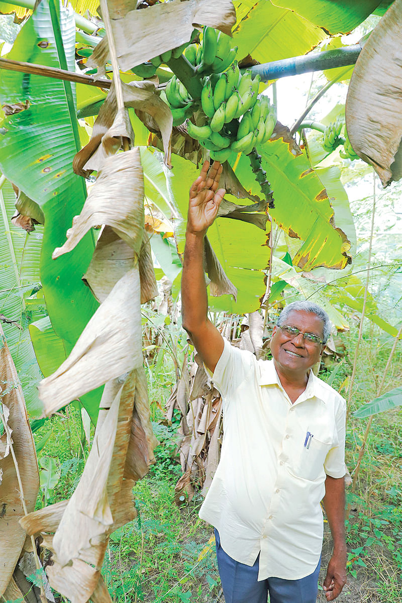 வாழைத்தாருடன்