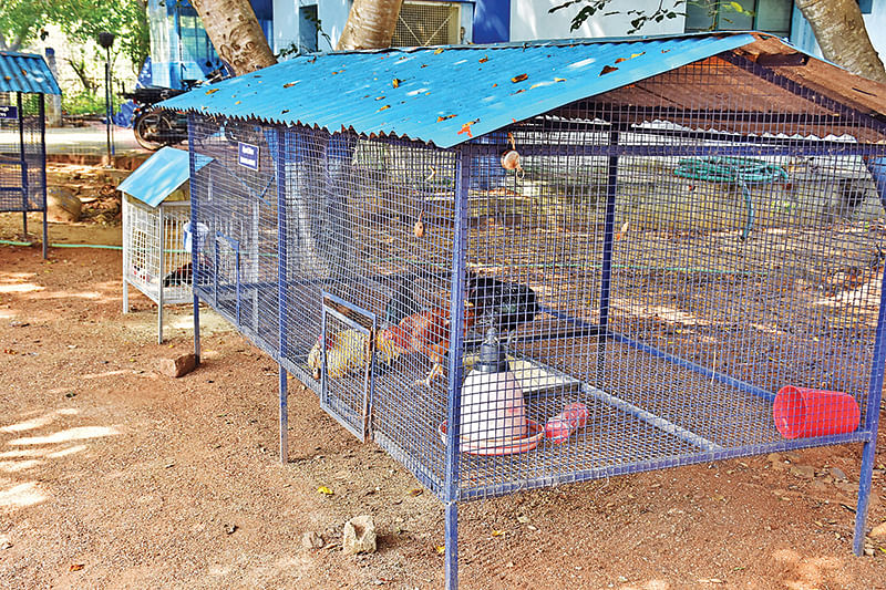 வேளாண் அறிவியல் நிலையத்தில் மாதிரி கோழிப் பண்ணை