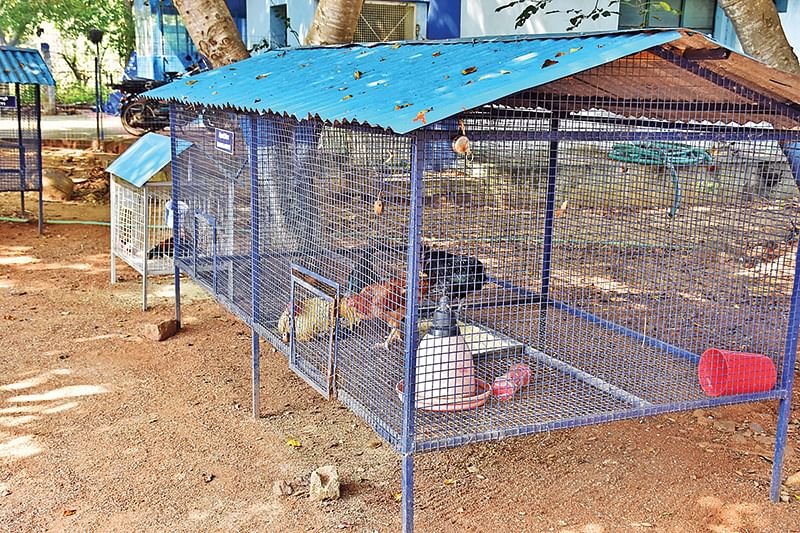 வேளாண் அறிவியல் நிலையத்தில் மாதிரி கோழிப் பண்ணை