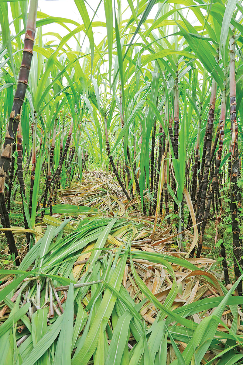 செங்கரும்புத் தோட்டம்