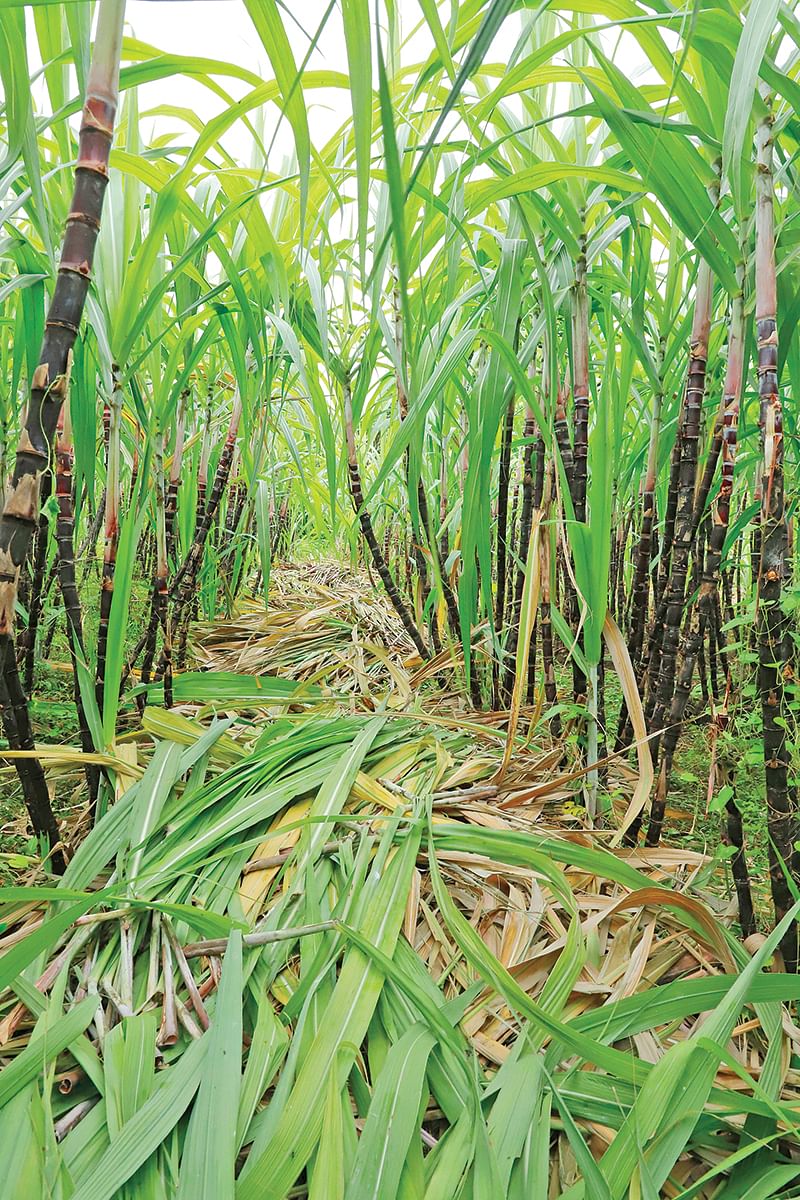 செங்கரும்புத் தோட்டம்
