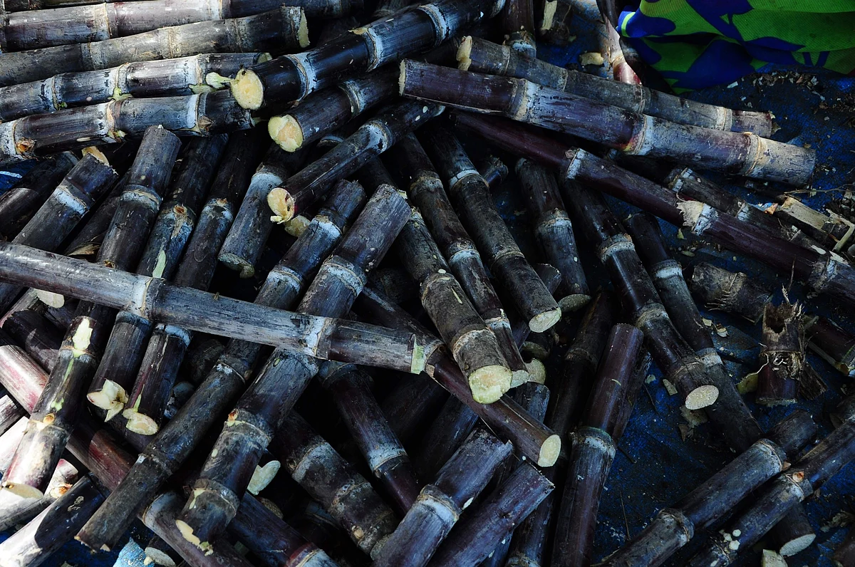 Sugarcane