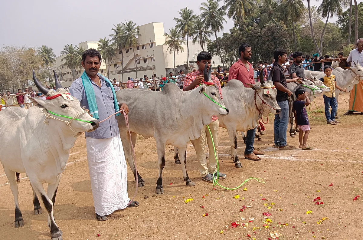 போட்டியில் பங்கேற்ற பூச்சிக் காளைகள்