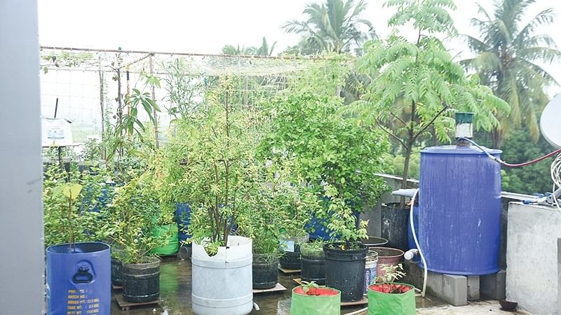 மாடித்தோட்டம்