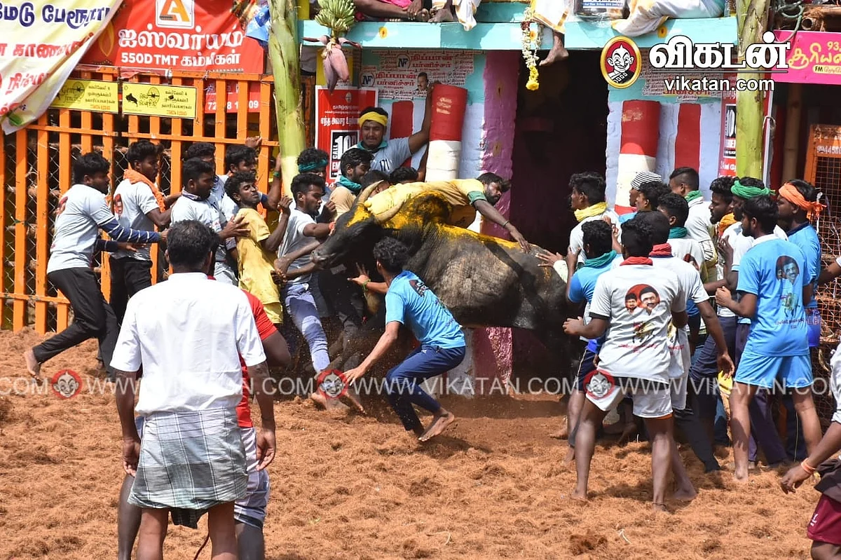 மாடு குத்தியபோது