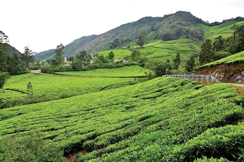 கனவு - 54 - தேனி - வளமும் வாய்ப்பும்