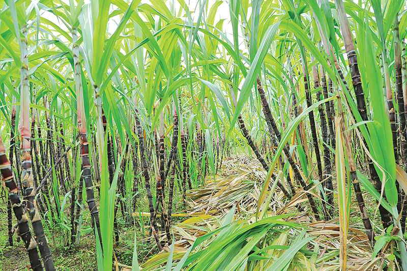 செங்கரும்புத் தோட்டம்