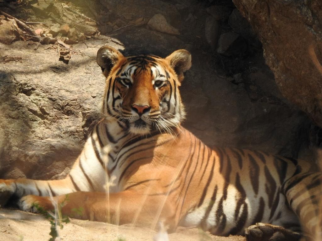 TIGER