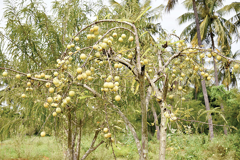நெல்லிக்காய்கள்