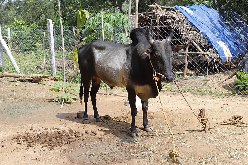 கிராமத்தில் வளர்க்கப்படும் ஜல்லிக்கட்டுக் காளை