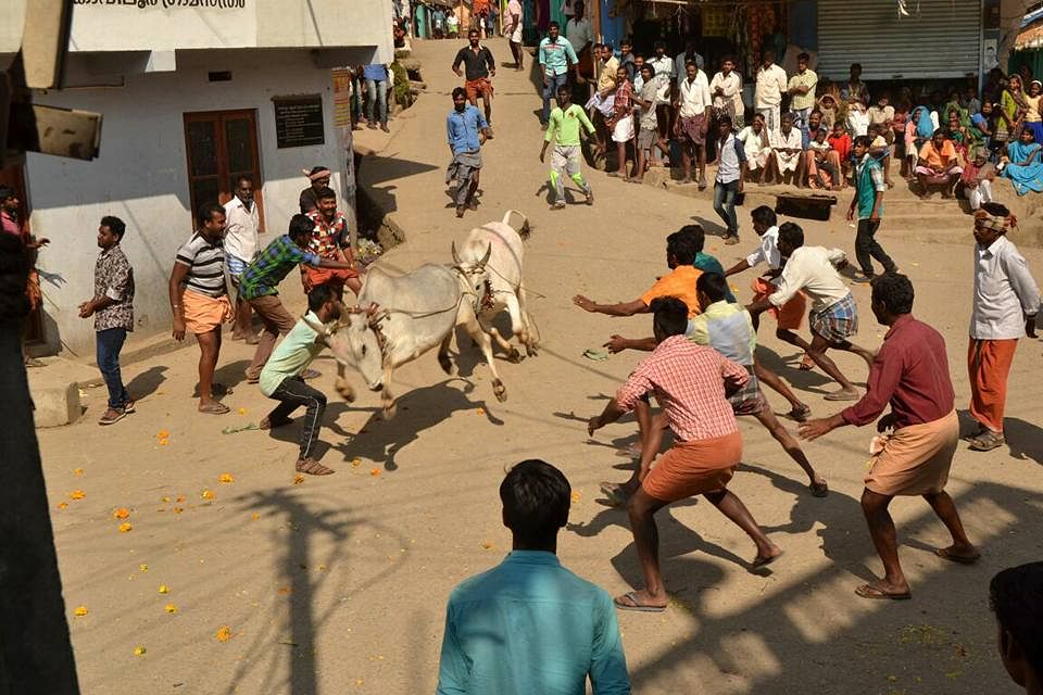 கேரளா ஜல்லிக்கட்டு