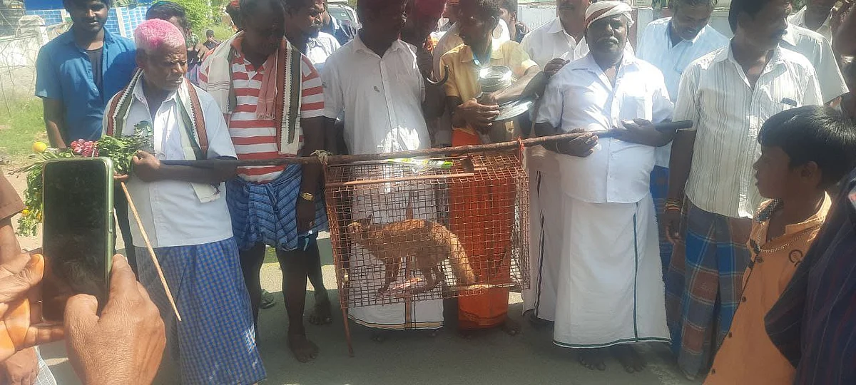 சேலத்தில் நரியை வைத்து ஜல்லிக்கட்டு... இரு கிராமங்கள்மீது வனத்துறையினர் வழக்கு பதிவு!