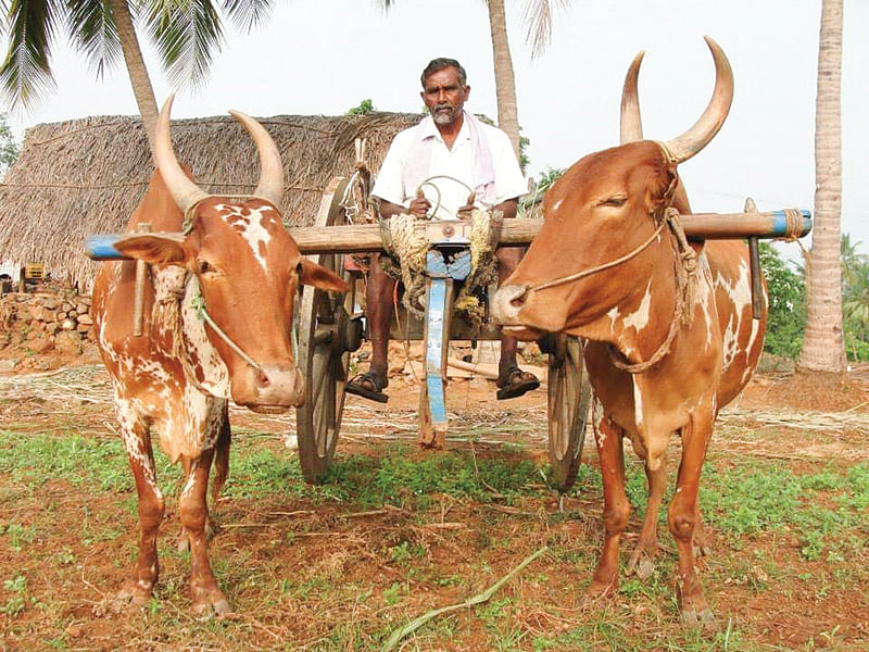 வண்டியோட்டும் பர்கூர் மாடுகள்